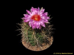 Thelocactus wagnerianus 1087